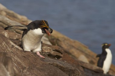 Makarna Pengueni (Eudyptes chrysolophus)