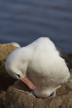 Kara kaşlı Albatros