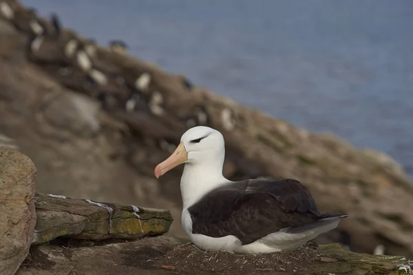 Albatros de cejas negras (Thalassarche melanophrys ) —  Fotos de Stock