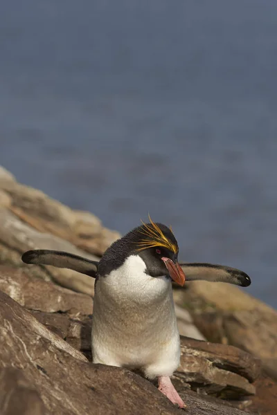 Pinguino di maccheroni (Eudyptes chrysolophus) — Foto Stock