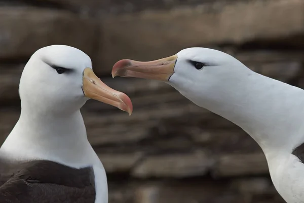 Schwarzbrauenalbatros (thalassarche melanophrys) umwirbt — Stockfoto