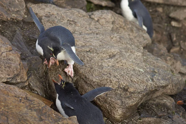 Pingüinos Rockhopper peleando — Foto de Stock