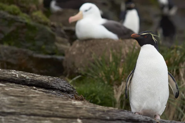 Rockhopper Penguin with Black-browed Albatross — Stock Photo, Image
