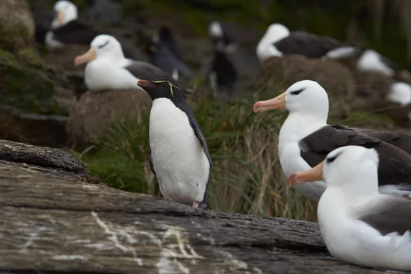 Rockhopper Pingvin med svartbrynd Albatross – stockfoto