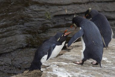 Rockhopper Penguins squabbling clipart