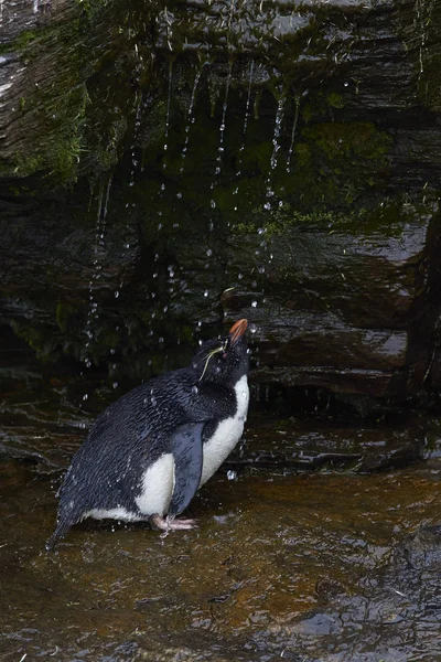 Ducha de pingüino Rockhopper —  Fotos de Stock