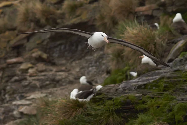 Black-browed Albatross in flight — Stock Photo, Image