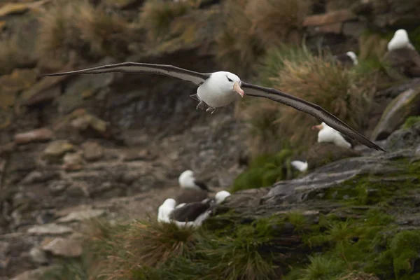 Black-Browed Albatross em voo — Fotografia de Stock