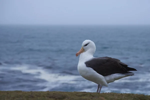 Albatross (Thalassarche melanophrys ) — Foto Stock