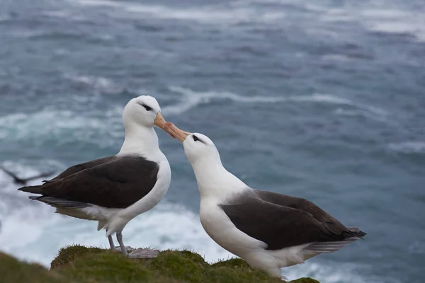 Albatros de cejas negras cortejo —  Fotos de Stock