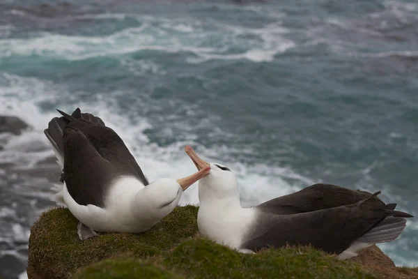 Чернобровый альбатрос — стоковое фото
