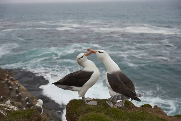 Albatros de cejas negras cortejo —  Fotos de Stock