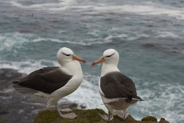 Black-browed Albatross zaloty — Zdjęcie stockowe