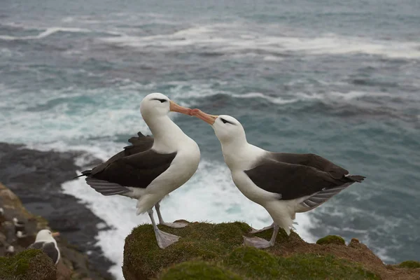 Albatros de cejas negras cortejo —  Fotos de Stock