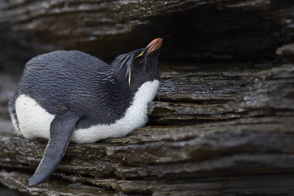 Doccia pinguino Rockhopper — Foto Stock