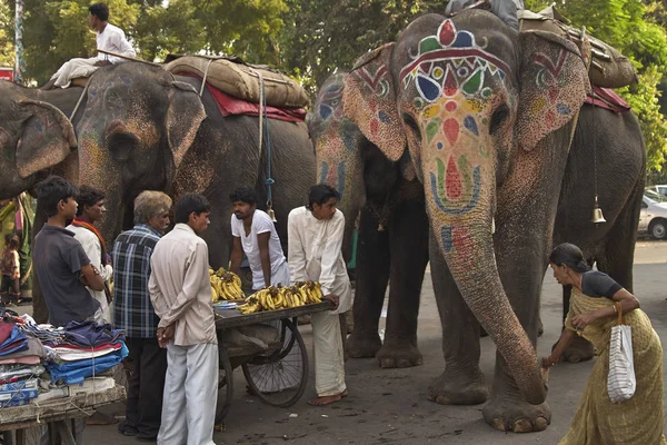 Feeding the elephants — Stock Photo, Image