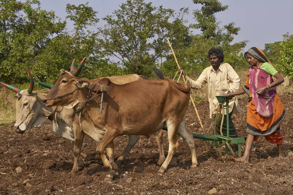 Planting using oxen in Mandu, India — Stock Photo, Image