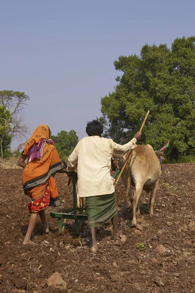 Piantagione utilizzando buoi in Mandu, India — Foto Stock