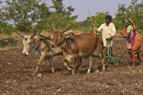 Telepítési növények segítségével ökrök Mandu, India — Stock Fotó