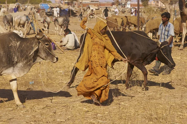 Nagaur boskap Fair — Stockfoto