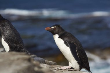 Rockhopper penguenler Bleaker Adası