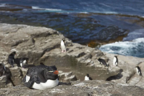 Rockhopper Penguins on Bleaker Island — Stock Photo, Image