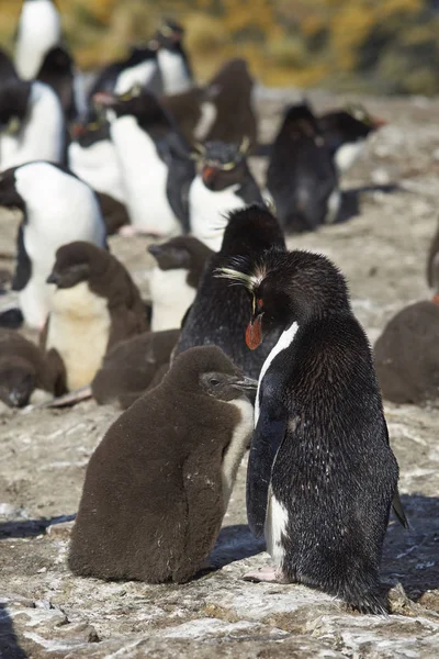 Rockhopper πιγκουΐνους με νεοσσούς — Φωτογραφία Αρχείου