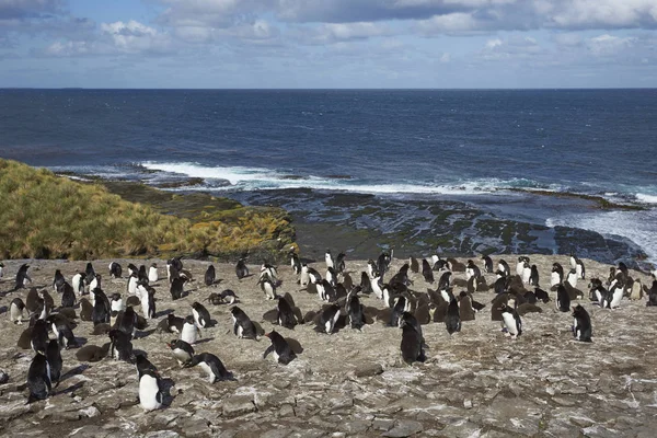 Pingüinos Rockhopper en la isla Bleaker —  Fotos de Stock