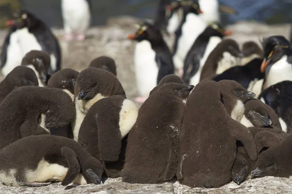 Pingüinos Rockhopper con polluelos — Foto de Stock
