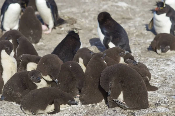 Rockhopper πιγκουΐνους με νεοσσούς — Φωτογραφία Αρχείου