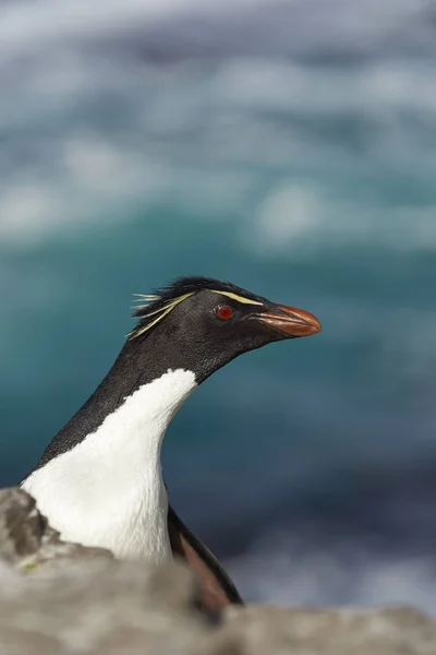 Pingüino Rockhopper en la isla Bleaker — Foto de Stock