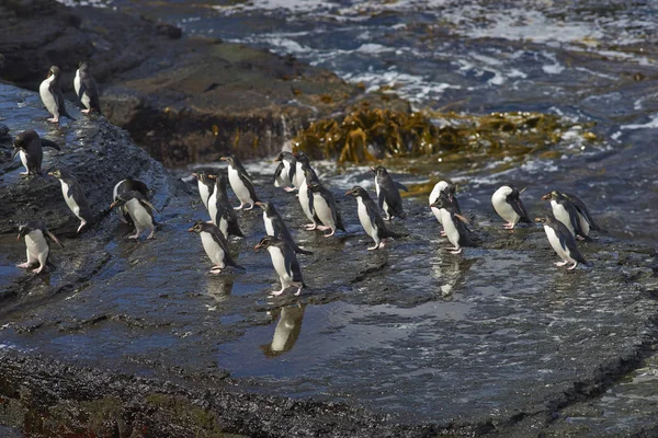 Πιγκουίνοι Rockhopper ζοφερή νησί — Φωτογραφία Αρχείου