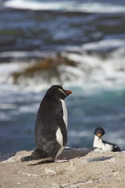 Rockhopper Penguin on Bleaker Island — Stock Photo, Image