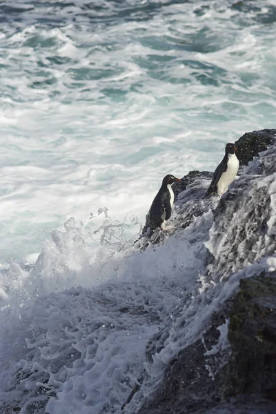 Rockhopper penguenler karaya geliyor — Stok fotoğraf