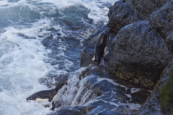 Rockhopper Penguins komt aan de wal — Stockfoto