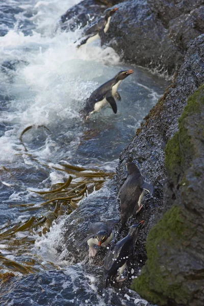 Pinguins Rockhopper vêm para terra — Fotografia de Stock