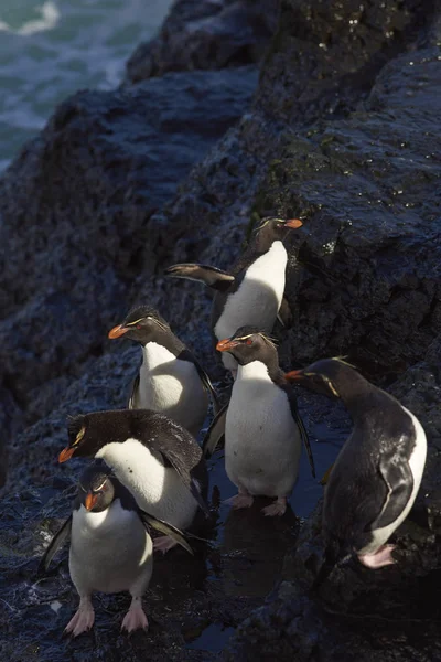 Rockhopper-Pinguine auf düsterer Insel — Stockfoto