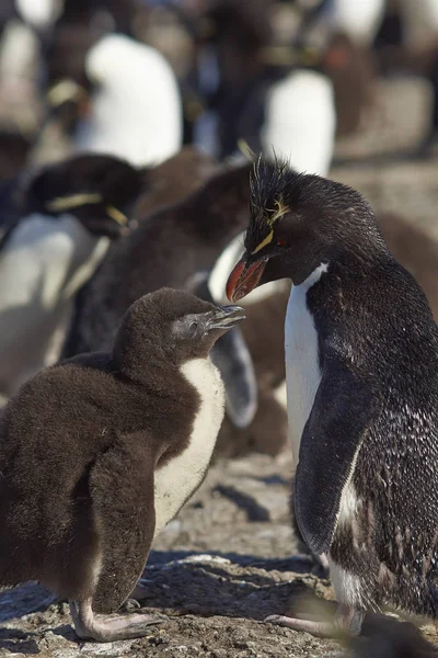 Rockhopper-Pinguine mit Küken — Stockfoto