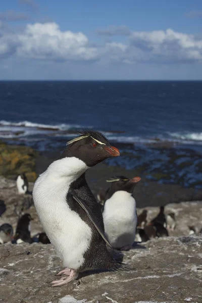 Rockhopper Penguins on Bleaker Island — Stock Photo, Image