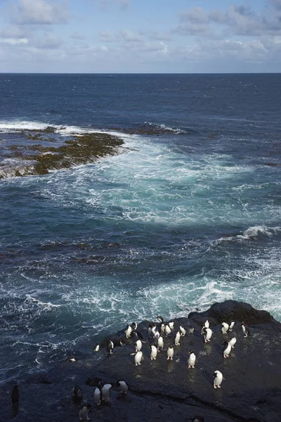 Πιγκουίνοι Rockhopper ζοφερή νησί — Φωτογραφία Αρχείου