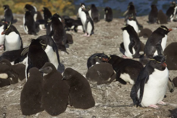 Pingüinos Rockhopper con polluelos —  Fotos de Stock