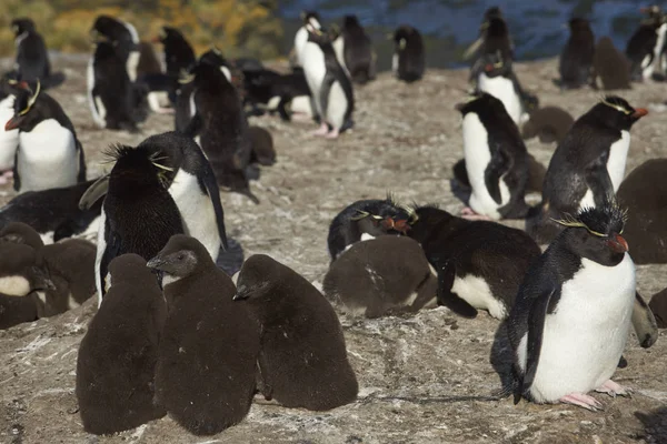 Rockhopper πιγκουΐνους με νεοσσούς — Φωτογραφία Αρχείου