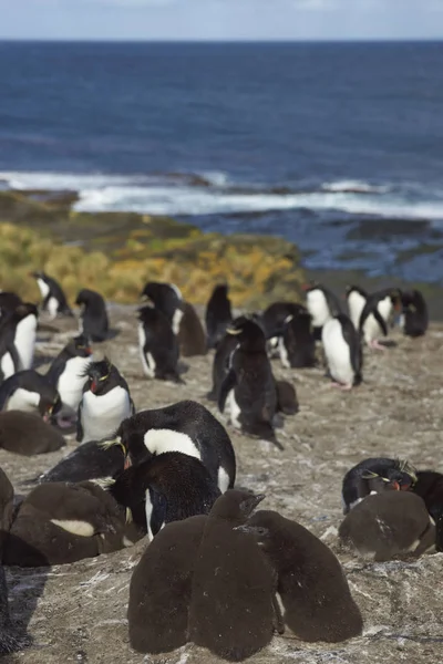 Rockhopper penguenler piliçle — Stok fotoğraf