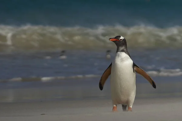 Tučňák oslí na pochmurnější ostrov — Stock fotografie