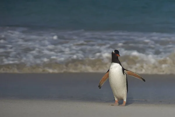 Gentoo Penguin en Bleaker Island —  Fotos de Stock