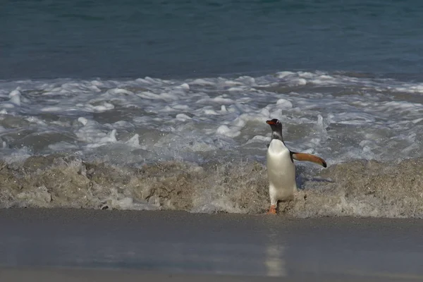 Gentoo Penguin venir à terre — Photo