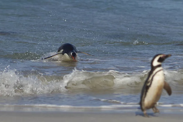 Pinguino acrobatico Gentoo — Foto Stock