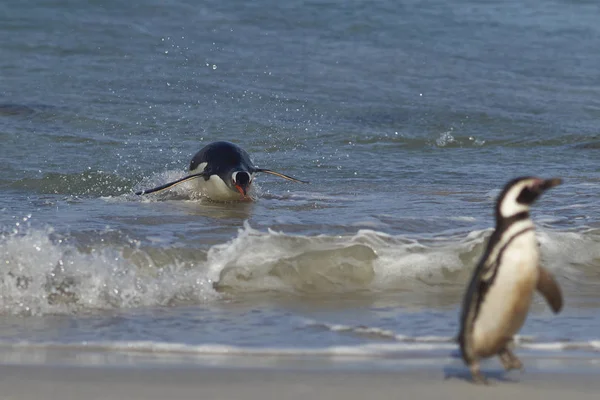 Pingüino Gentoo acrobático —  Fotos de Stock