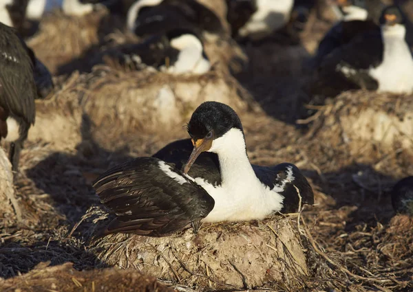 Anidando Imperial Shag — Foto de Stock