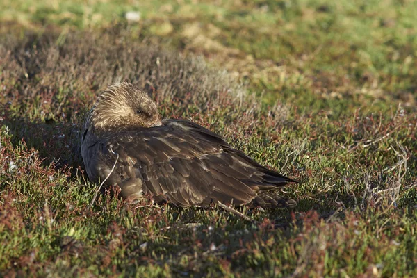 Falkland labb (Catharacta antarctica) — Stockfoto